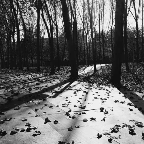 Shadows of the autumn