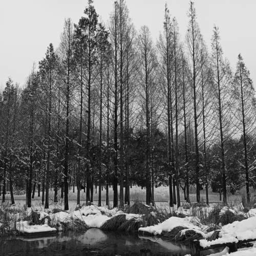Beauty of the winter