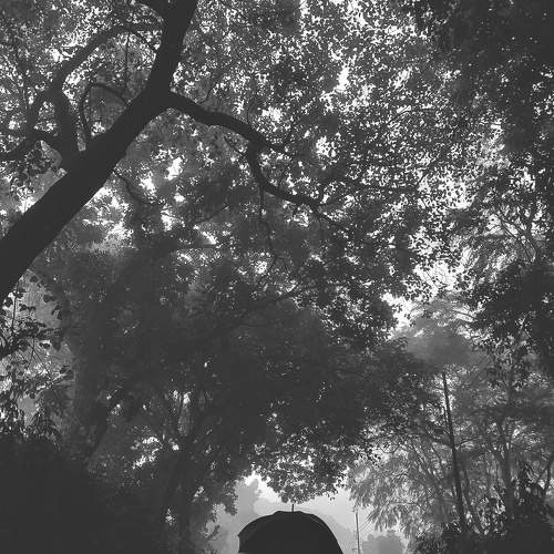 Photo #11497930