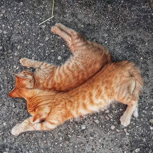 Photo #11498055