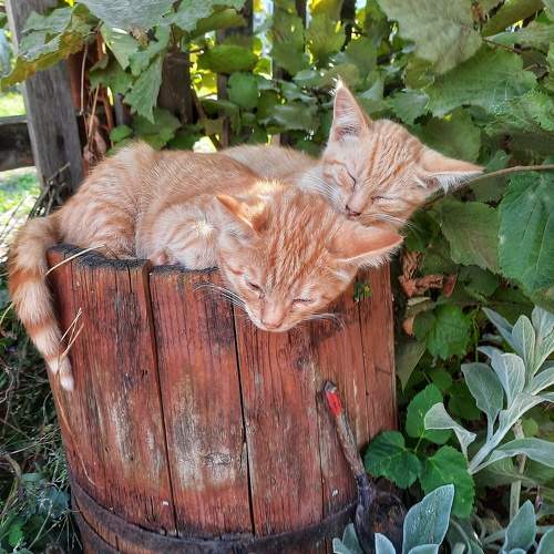 Photo #11498056