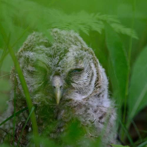 Photo #11498070