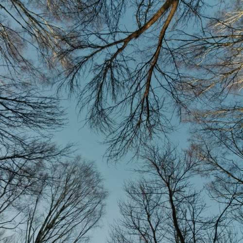 Photo #11498278