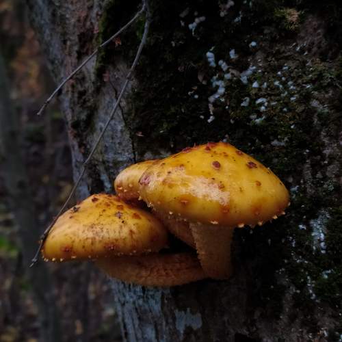 Photo #11498442