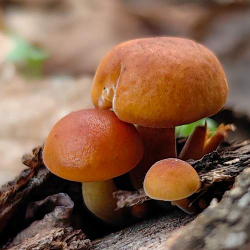 Photo #11498865
