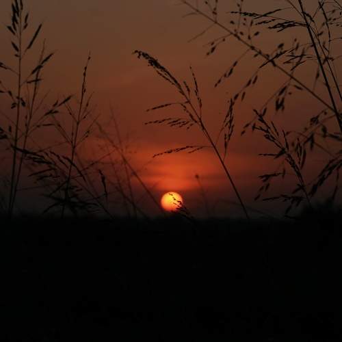 Photo #11499008