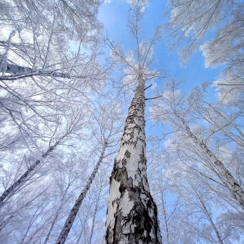 Сибирские берёзы