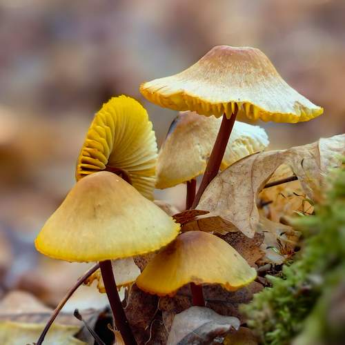 Photo #11499104