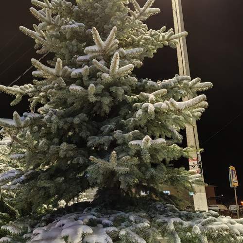 Photo #11499397