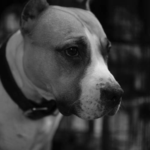 Photo #11499402