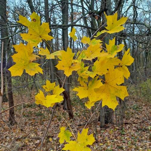 Photo #11499742