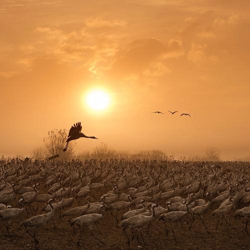 Журавушки на рассвете...