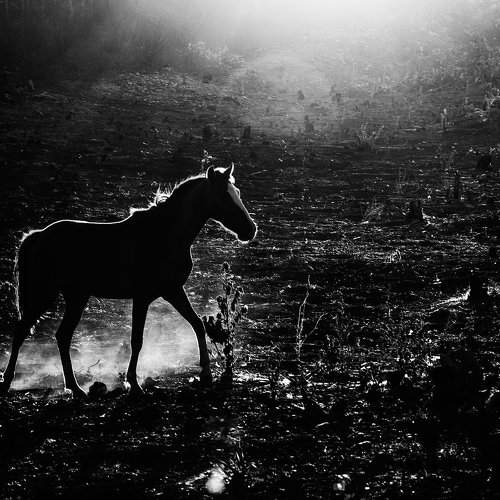 Horse, Sun and Dust