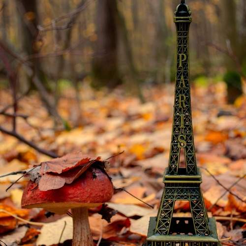 Photo #11501084