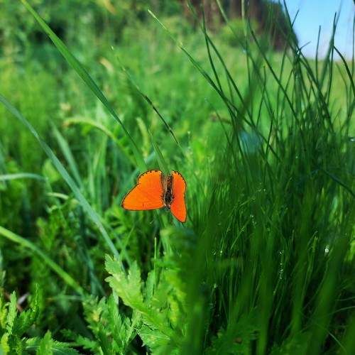 Photo #11501442