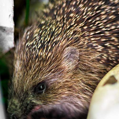 Photo #11501617