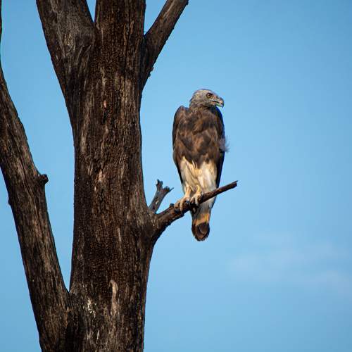Photo #11501627