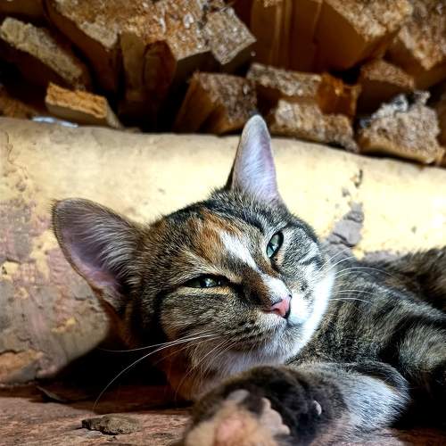 Photo #11501714