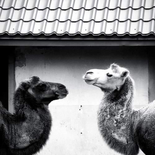 Photo #11501965