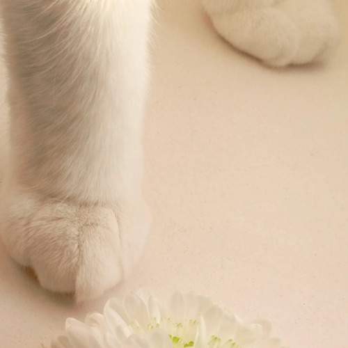 Photo #11502045