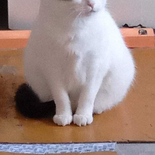 Photo #11502123