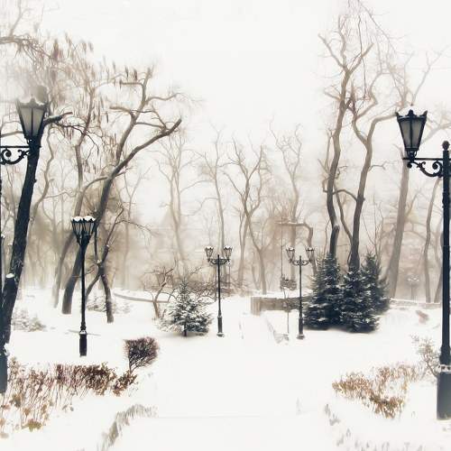 Photo #11502148