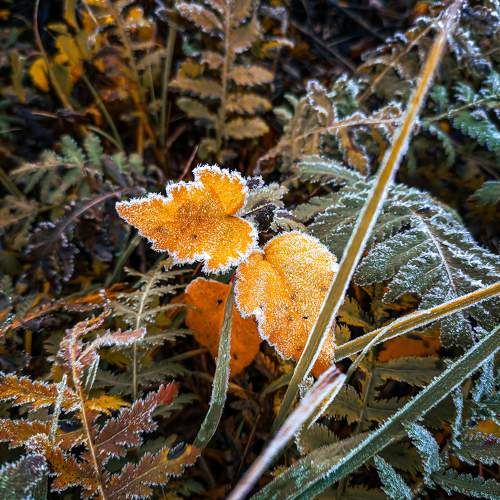 Photo #11502728