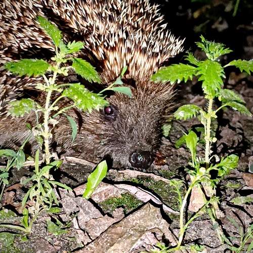 Photo #11502934