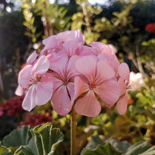 Photo #11503069