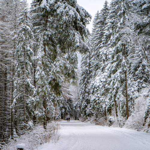 Photo #11504168