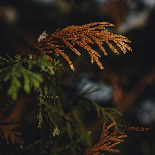 Photo #11506163