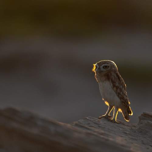 Photo #11506625