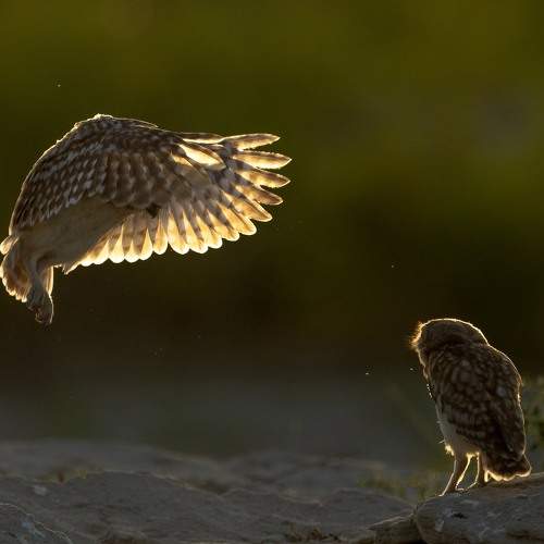 LITTLE OWL LANDING SEQUENCE