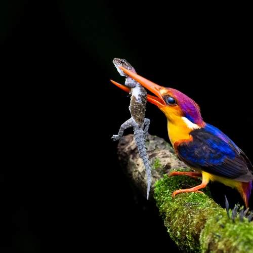 ODKF - ORIENTAL DWARF KINGFISHER WITH LIZARD CATCH