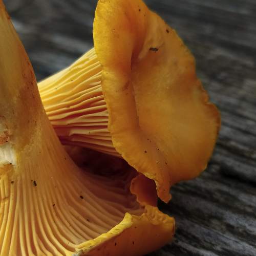 Photo #11507652