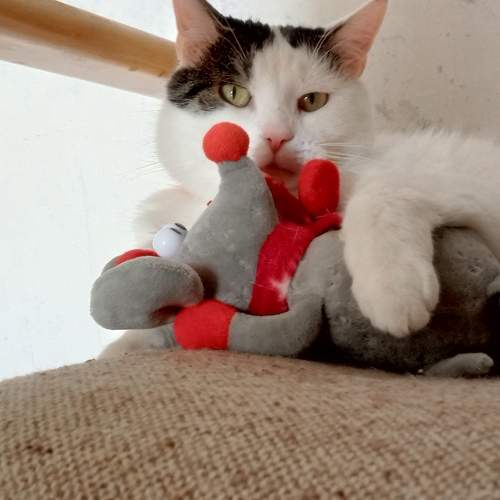 Photo #11508314