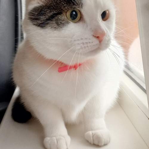 Photo #11508317