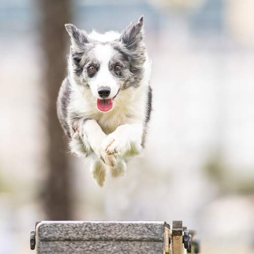 Photo #11508414
