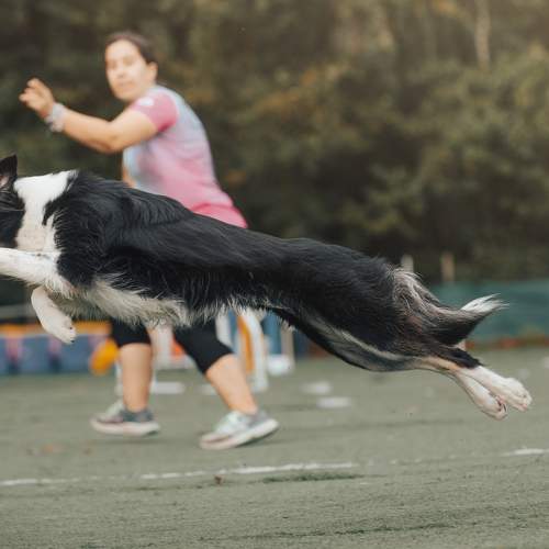 Photo #11508460