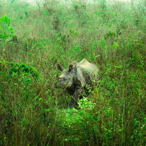 Photo #11510399