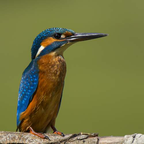 Kingfisher, cona island italy
