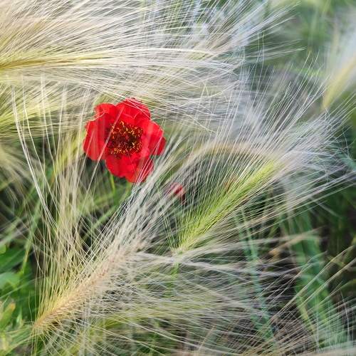 Photo #11511273