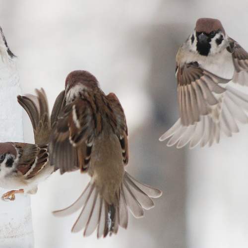Photo #11511638