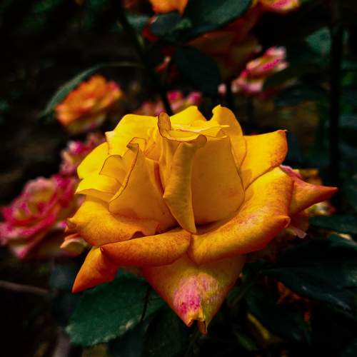 Photo #11513994