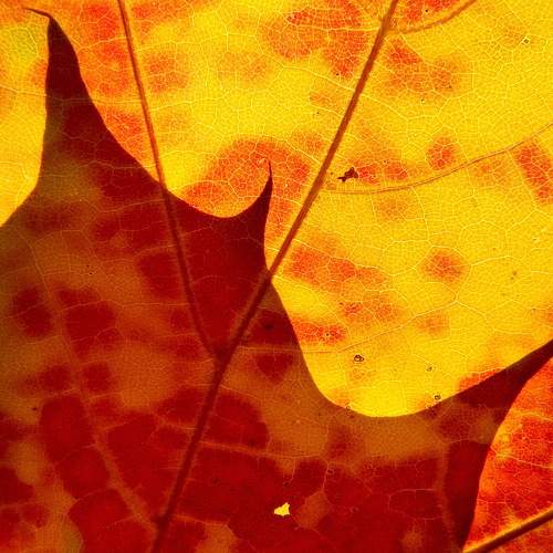 Photo #11514981