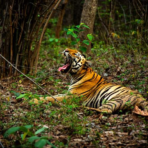 Photo #11515400