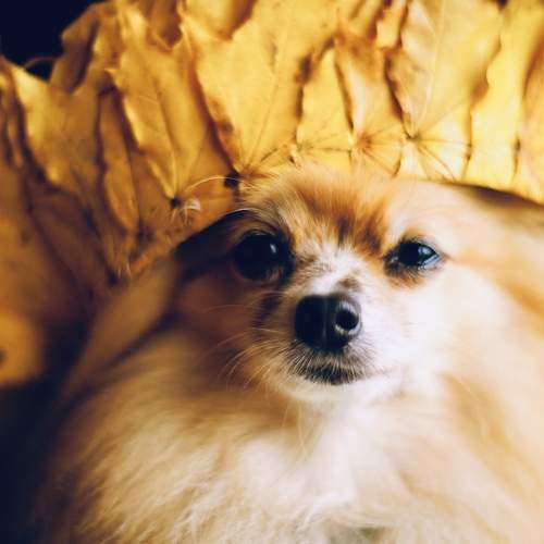 Photo #11515700