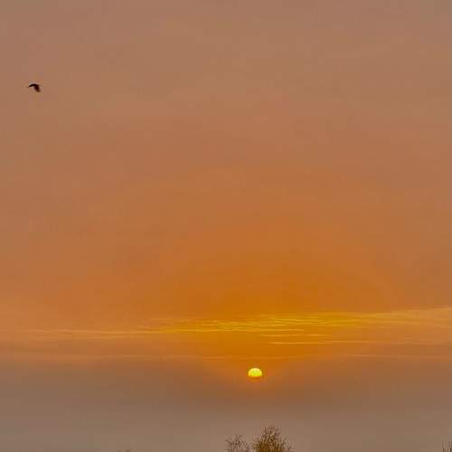 Photo #11515745
