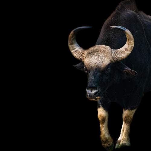 Photo #11515865