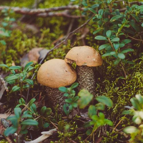 Photo #11516269